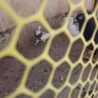 کفتر رنگه دم سیاه سینه سیاه