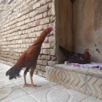 مرغ وخروس لاری