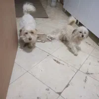 سگ باهوش