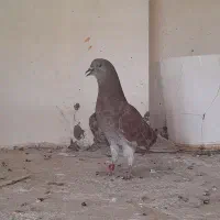 کبوتر