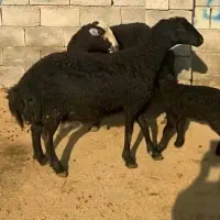 گوسفند