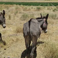 الاغ . خر . ماده با کره نر
