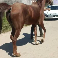مادیان عرب یکسر