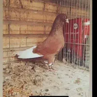 کفتر قرمز دست پر سفید باخ دادم گمشده