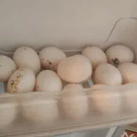 ۲۰عدد تخم کبوتر تازه (برای باز کردن زبان کودک)