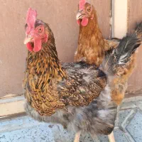 مرغ