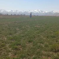 نخود شکسته و نخود درجه ۱