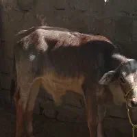 گاو گوساله نر