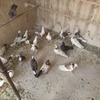 کغتر|پرنده|تهران, مشیریه|دیوار
