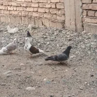 کفتر|پرنده|جیرفت, |دیوار