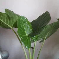 گل بابا آدم