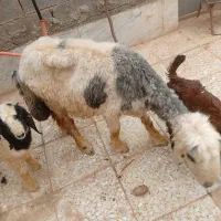 میش وبره میش ابستن