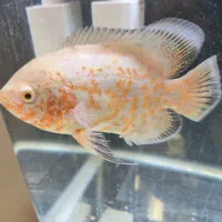 دو عدد ماهی اسکار