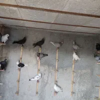 کبوتر ماده
