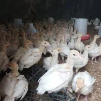 بوقلمون جوجه یکماه