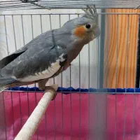 عروس هلندی
