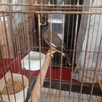 ملنگو|پرنده|داراب, |دیوار