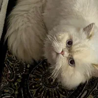 گربه پرشین