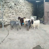 بز جوان و پر شیر