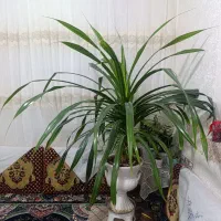 گل پاندانوس