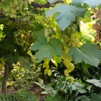 میوه|خوردنی و آشامیدنی|کوار, |دیوار