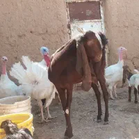 شاه بزپاکستانی درجه یک