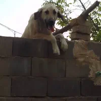 توله پژدر