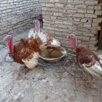فروش|حیوانات مزرعه|اهواز, اسلام آباد شرقی|دیوار