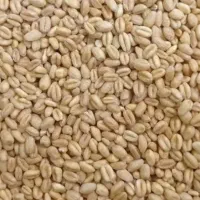 سلام  دو تن گندم افتاب تمیز  وبوجاری  برای فروش