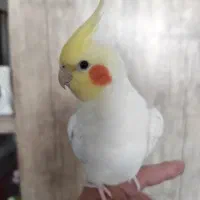 عروس هلندی لوتینو نر دستی 5ماه