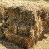 فروش علف بسته بندی