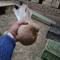 سرول|پرنده|کبودرآهنگ, |دیوار