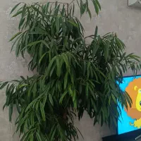 درختچه بنجامین امستل