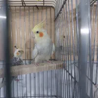 ابلغ البینو نرمست مست یکساله