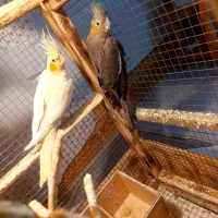فروش جفت عروس هلندی زیبا