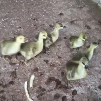 بچه غاز / قوغاز
