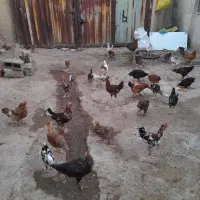 مرغ وخروس