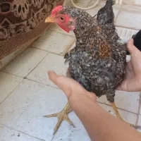 مرغ و خروس