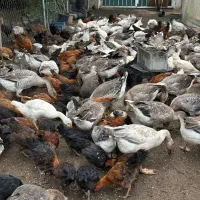 فروش غاز محلی