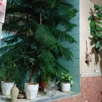 گل طبیعی ،،گل سوزنی