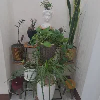 گلدان اپارتمانی