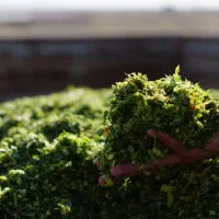 سیلو سیلاژ ذرت علوفه ای