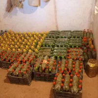 خیارشور همدان خوش مزه