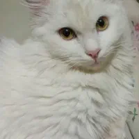 گربه گمشده،مژدگانی یابنده