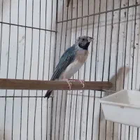 فنچ گلدین|پرنده|رشت, تازه آباد|دیوار