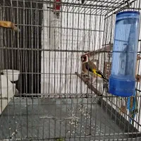 سهره نر و سهره قناری ماده مست