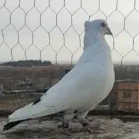 کبوتر