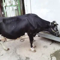 گاوهلشتاین