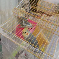 عروس هلندی