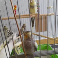 عروس هلندی